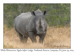 White Rhinoceros