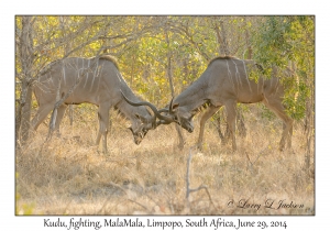 Kudu