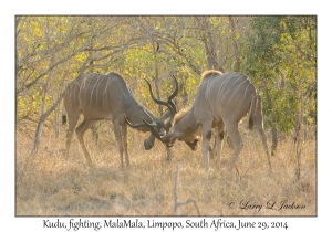 Kudu