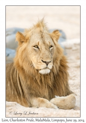 Lion, male