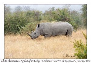 White Rhinoceros