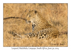 Leopard, female