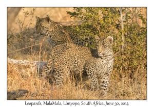 Leopards