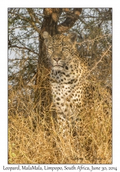 Leopard, female