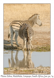 Plains Zebra