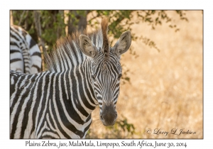 Plains Zebra