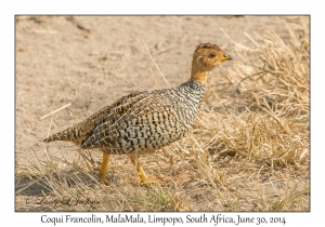 Coqui Francolin