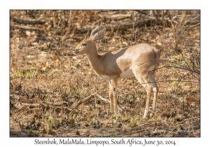 Steenbok