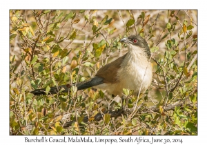 Burchell's Coucal