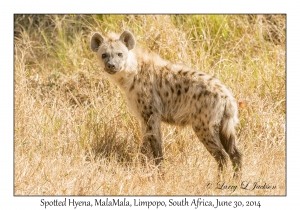 Spotted Hyaena