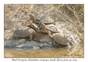 Mud Terrapins