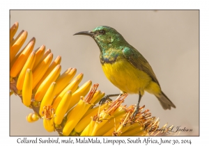 Collared Sunbird, male