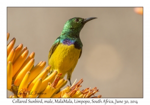 Collared Sunbird, male