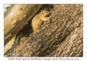 Smith's Bush Squirrel