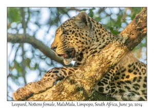 Leopard, female