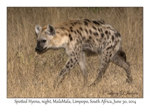 Spotted Hyaena, night