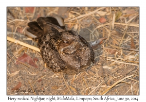 Fiery-necked Nightjar, night