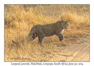 Leopard, juvenile