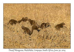 Dwarf Mongoose