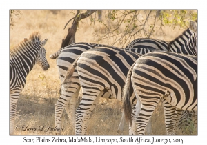 Plains Zebra