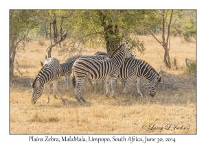 Plains Zebra