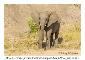 African Elephant, juvenile