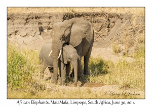 African Elephants