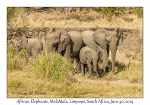 African Elephants