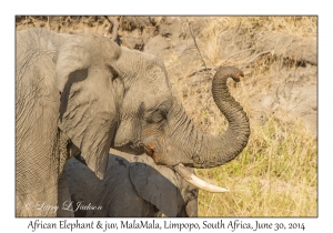 African Elephants, female & juvenile