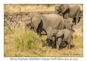 Loxodonta africana