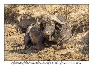 African Buffalo