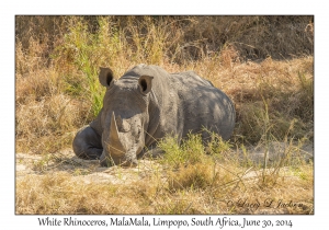 White Rhinoceros