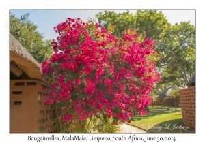 Bougainvillea