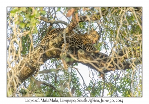 Leopard, female