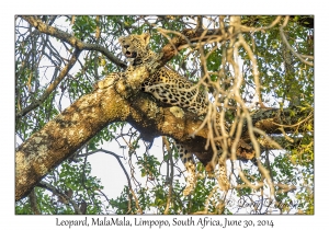 Leopard, female