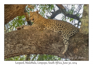 Leopard, female