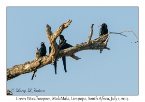 Green Woodhoopoes