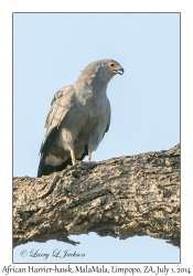 African Harrier Hawk