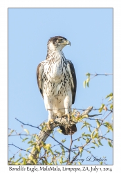 Bonelli's Eagle