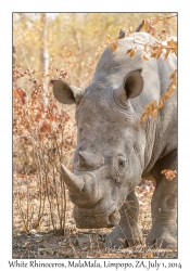 White Rhinoceros