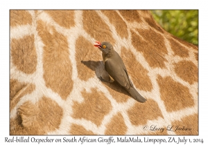 Red-billed Oxpecker