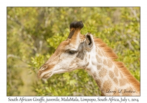 South African Giraffe, juvenile