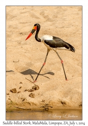 Saddle-billed Stork