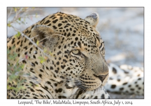 Leopard, male