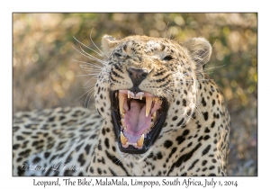 Leopard, male