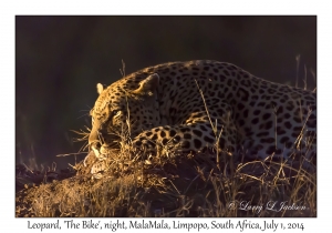 Leopard, male