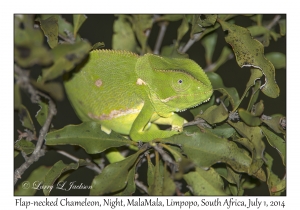 Flap-necked Chameleon