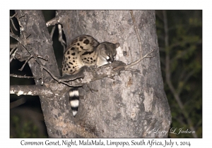 Common Genet