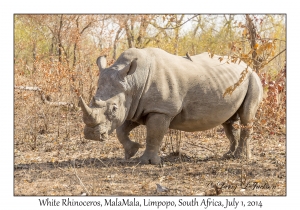 White Rhinoceros