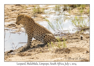 Leopard, male